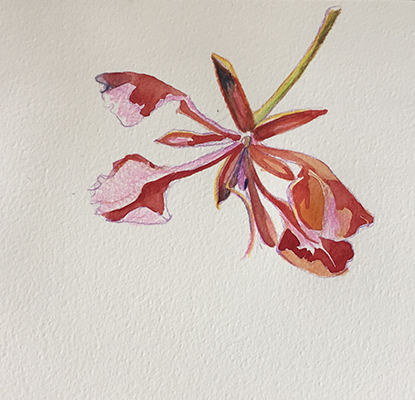 Aquarelle aus Sambia